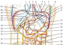 Живот. Границы живота. Проекции органов на стенку живота. Строение и расположение органов брюшной полости Полость живота брюшная полость полость брюшины